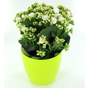 Kalanchoe branco + Cachep Verde Limo